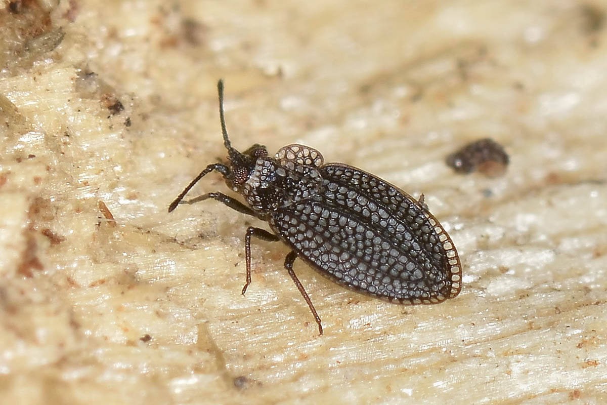 Tingidae: Acalypta sp?  S, Acalypta marginata